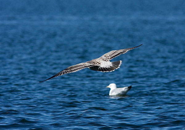 California Gull Larus californicus juvenile first cycle flying in flight