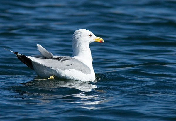 California Gull Larus californicus adult swimming