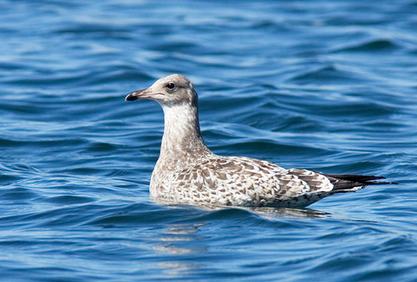 California Gull Larus californicus juvenile first cycle swimming