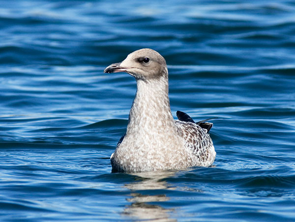 California Gull Larus californicus juvenile first cycle swimming