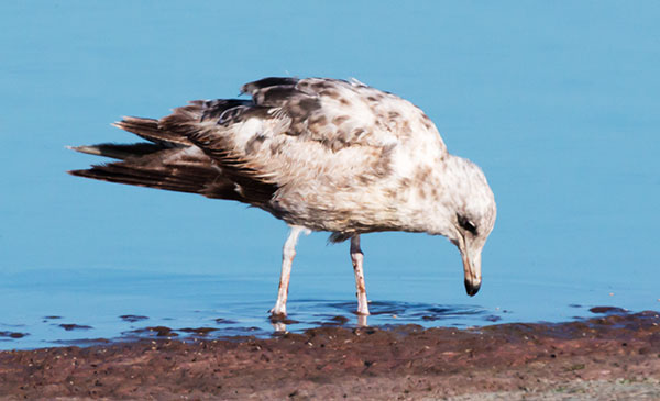 California Gull Larus californicus 