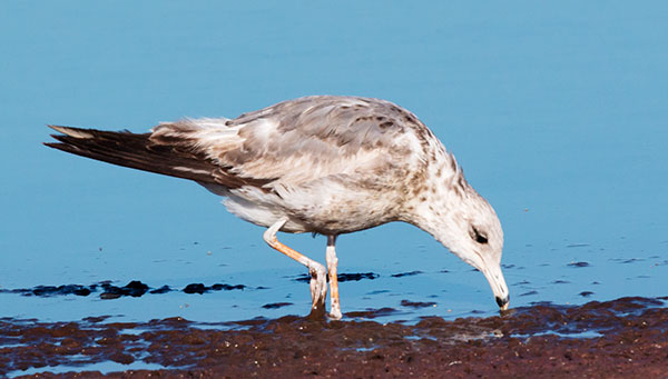 California Gull Larus californicus 