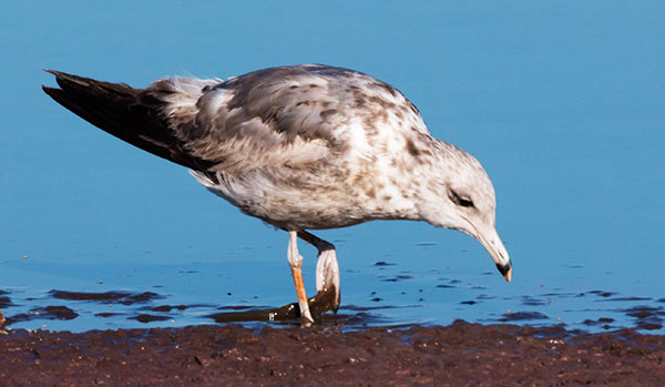 California Gull Larus californicus 