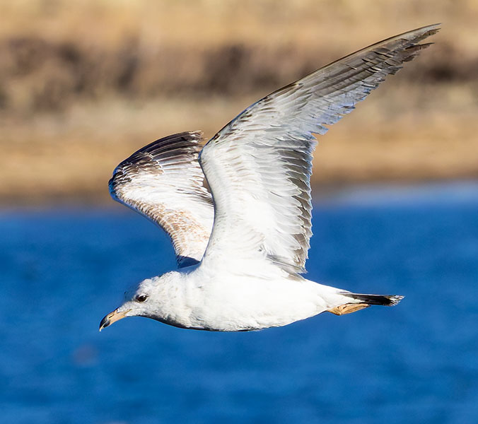 California Gull Larus californicus 
