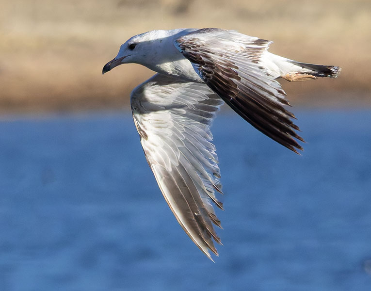 California Gull Larus californicus 
