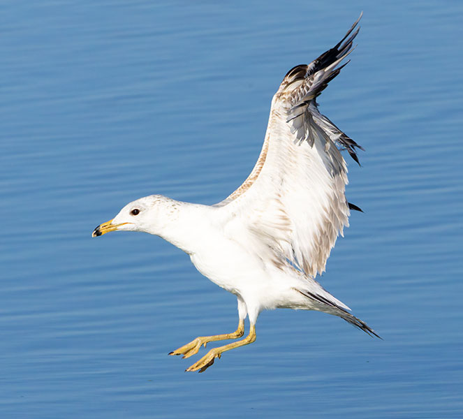 California Gull Larus californicus 