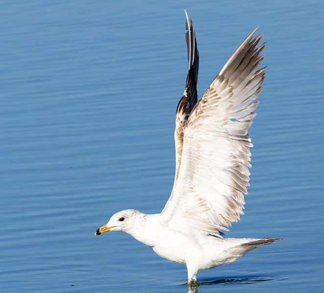California Gull Larus californicus 