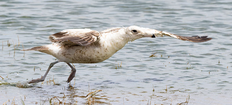 California Gull Larus californicus 
