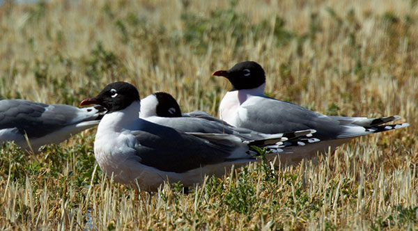 Franklin's Gulls Larus pipixcan 