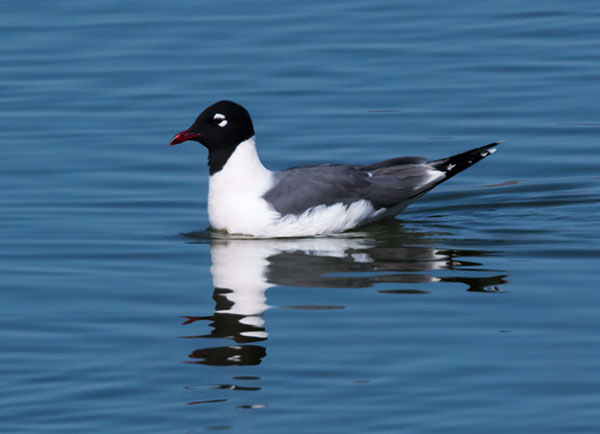 Franklin's Gulls Larus pipixcan 