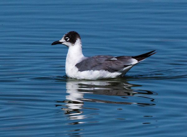 Franklin's Gulls Larus pipixcan 