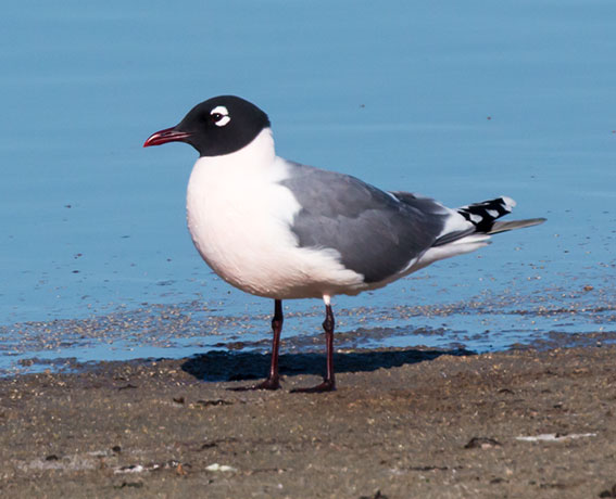 Franklin's Gulls Larus pipixcan 