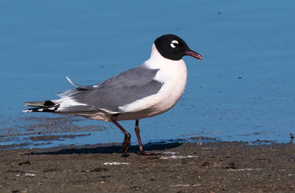 Franklin's Gulls Larus pipixcan 
