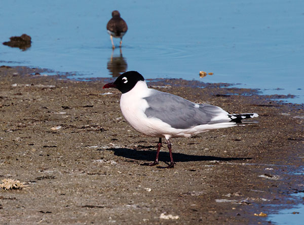 Franklin's Gulls Larus pipixcan 