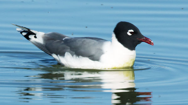 Franklin's Gulls Larus pipixcan 