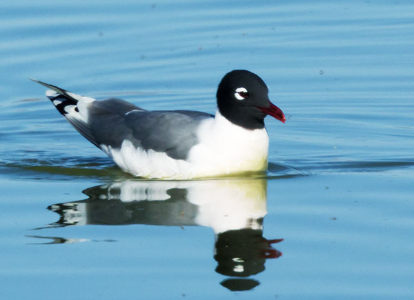 Franklin's Gulls Larus pipixcan 