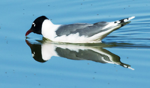 Franklin's Gulls Larus pipixcan 