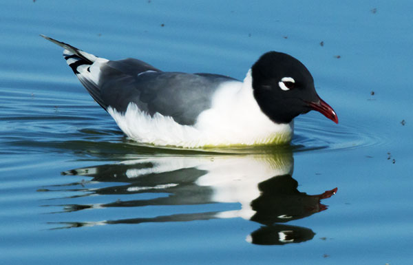 Franklin's Gulls Larus pipixcan 