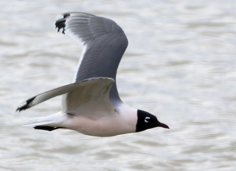Franklin's Gulls Larus pipixcan 
