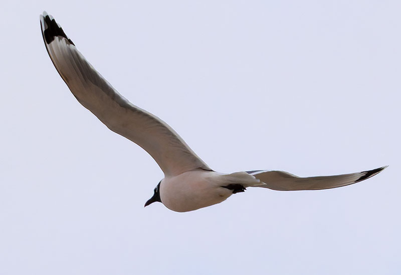 Franklin's Gulls Larus pipixcan 
