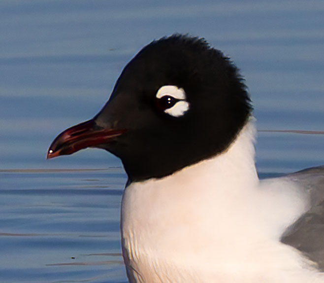 Franklin's Gulls Larus pipixcan 