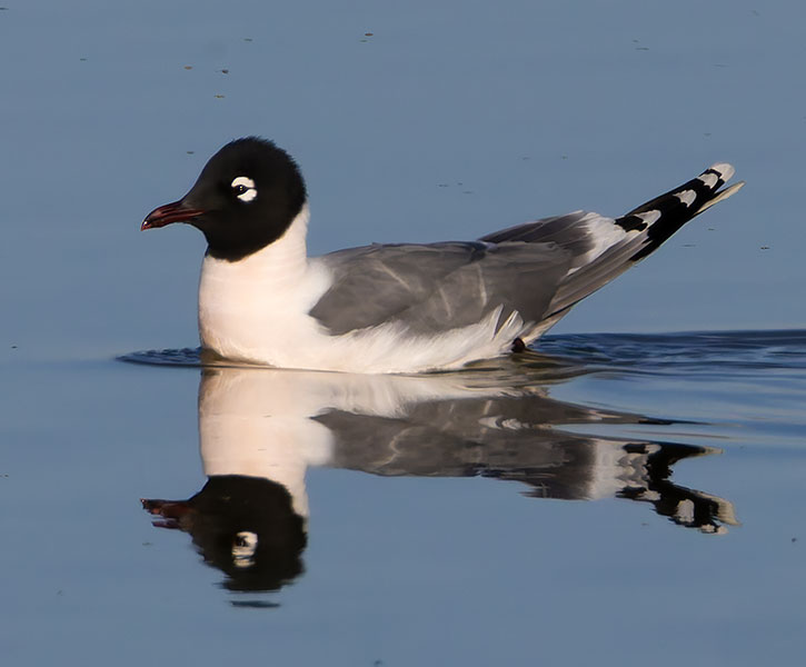 Franklin's Gulls Larus pipixcan 