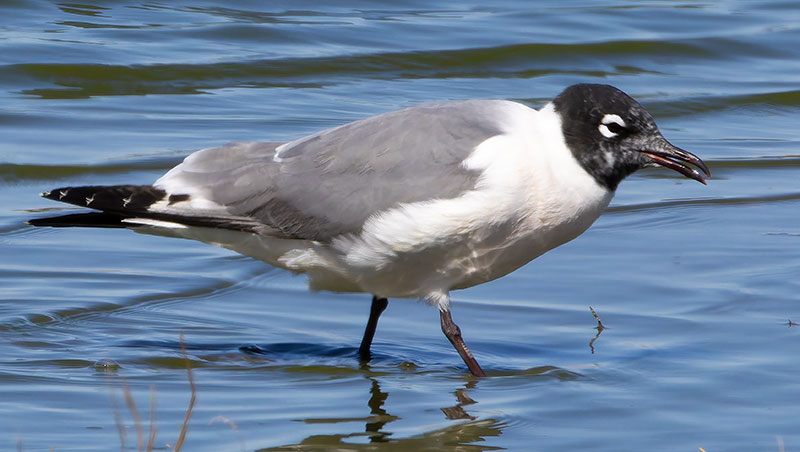 Franklin's Gulls Larus pipixcan 