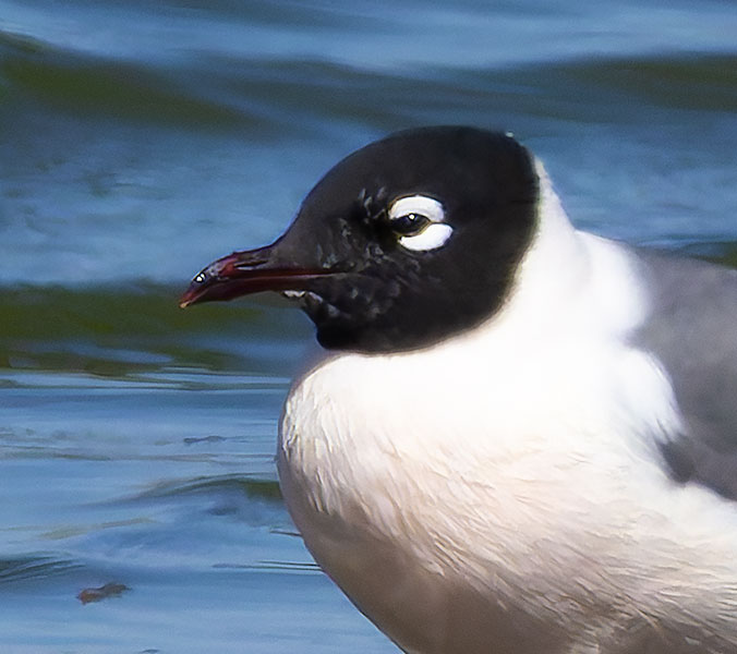 Franklin's Gulls Larus pipixcan 