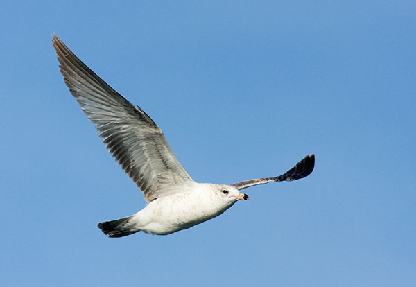 Ring-billed Gull Larus delawarensis in flight flying