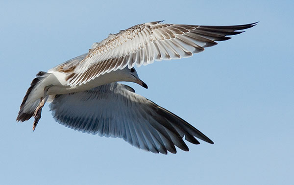 Ring-billed Gull Larus delawarensis in flight flying