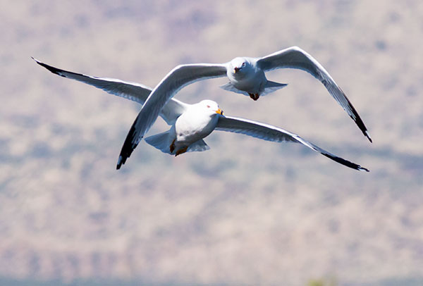 Ring-billed Gull Larus delawarensis in flight flying