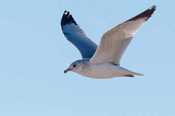 Ring-billed Gull Larus delawarensis in flight flying