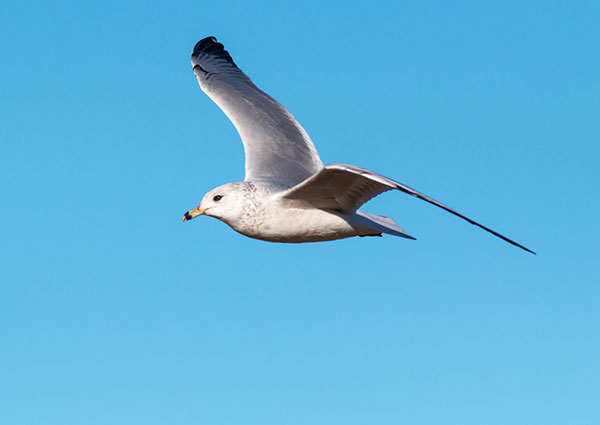 Ring-billed Gull Larus delawarensis in flight flying