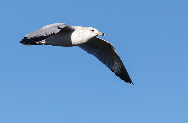 Ring-billed Gull Larus delawarensis in flight flying
