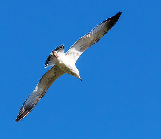 Ring-billed Gull Larus delawarensis in flight flying
