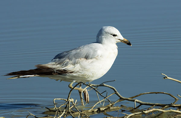 Ring-billed Gull Larus delawarensis