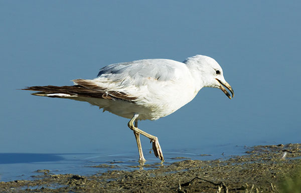 Ring-billed Gull Larus delawarensis
