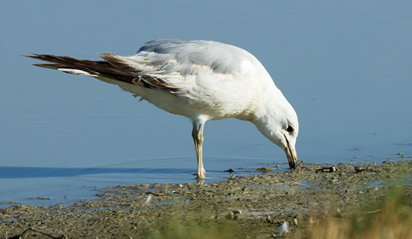 Ring-billed Gull Larus delawarensis