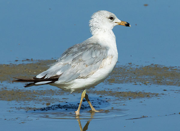 Ring-billed Gull Larus delawarensis 