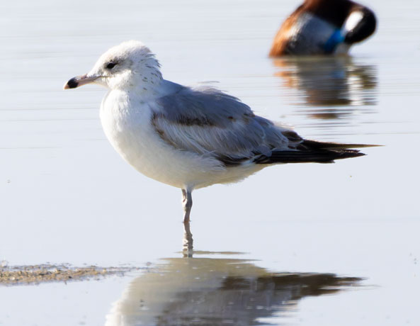 Ring-billed Gull Larus delawarensis 