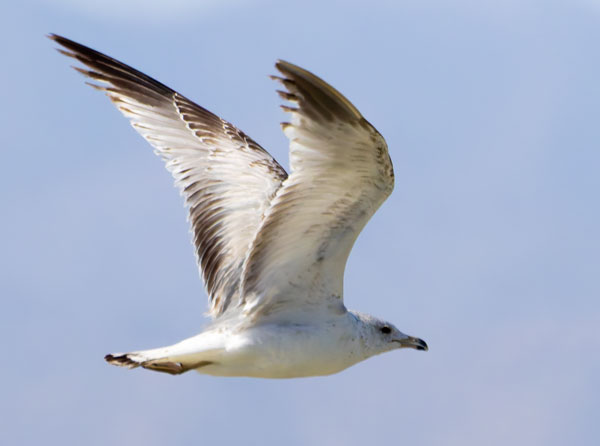 Ring-billed Gull Larus delawarensis 