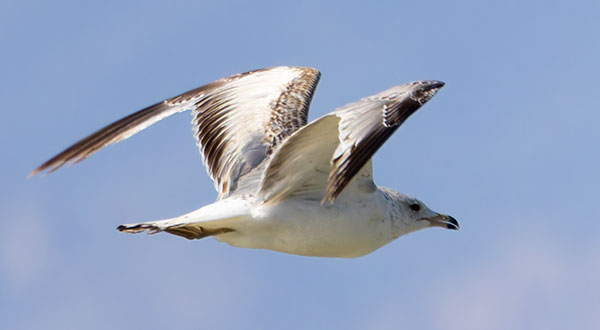 Ring-billed Gull Larus delawarensis 