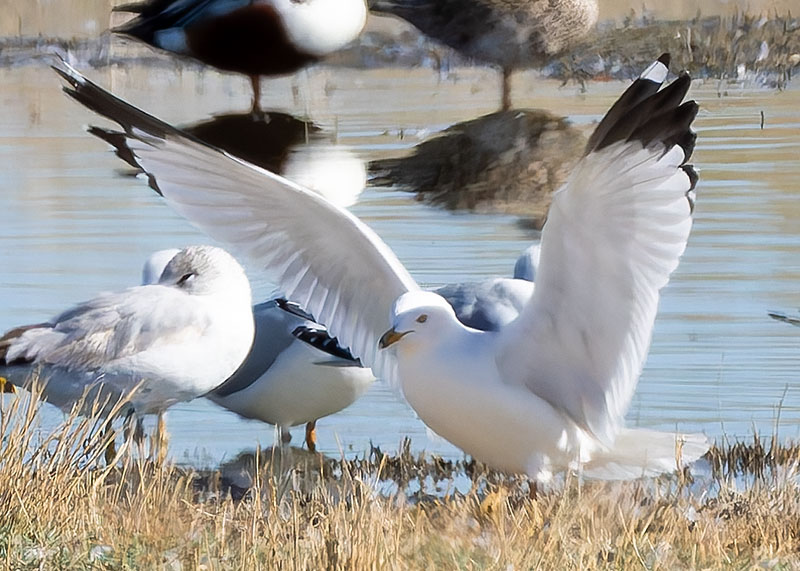 Ring-billed Gull Larus delawarensis 