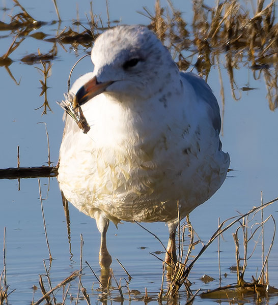 Ring-billed Gull Larus delawarensis 
