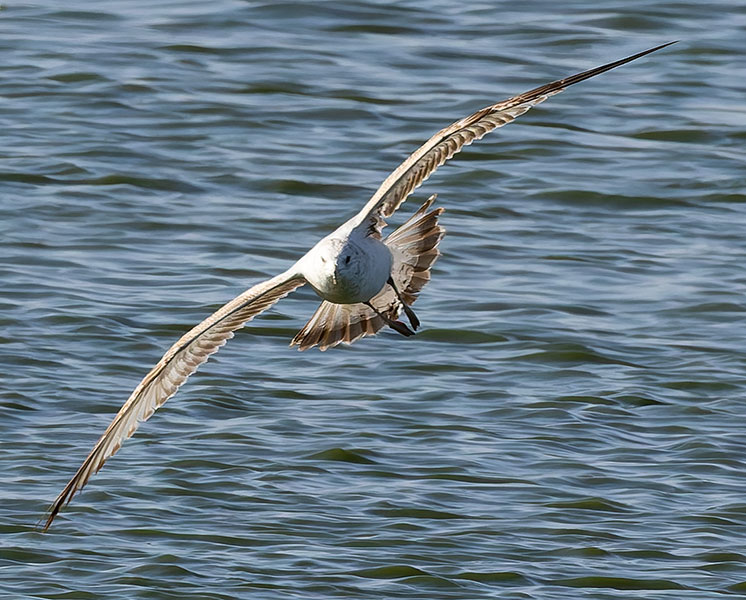 Ring-billed Gull Larus delawarensis 
