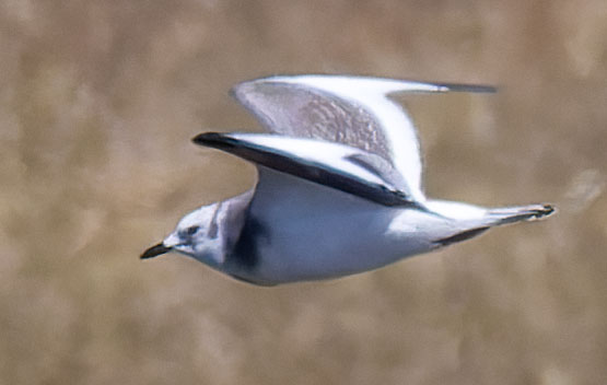 Sabine's Gull Xema sabini 