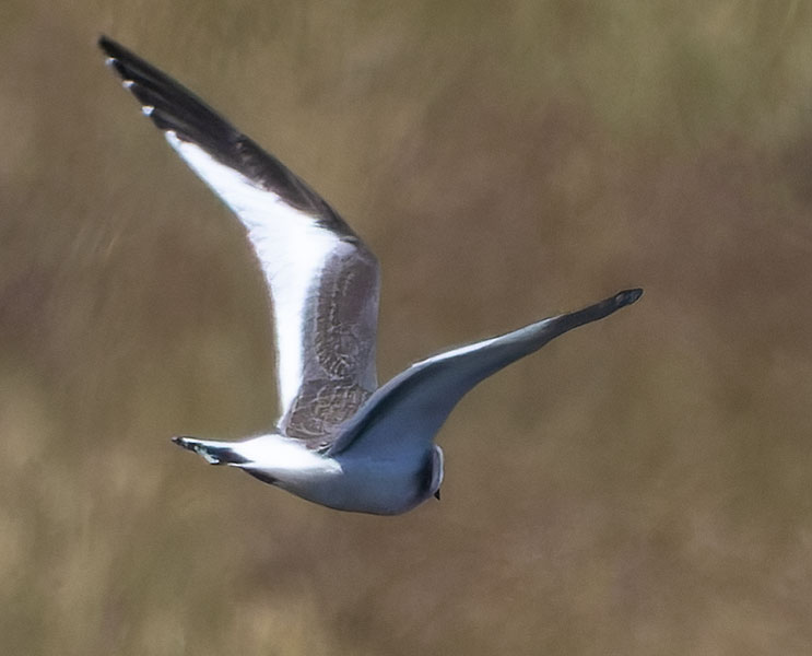 Sabine's Gull Xema sabini 