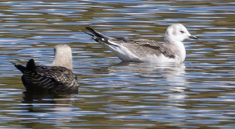 Sabine's Gull Xema sabini 