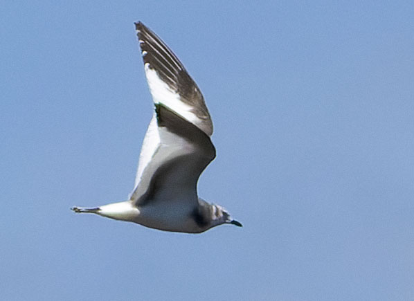 Sabine's Gull Xema sabini 