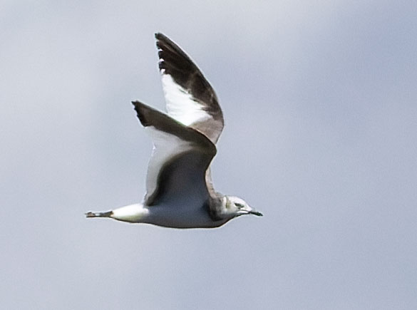 Sabine's Gull Xema sabini 